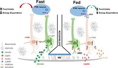 Hypoxia Inducible Factor as a Central Regulator of Metabolism – Implications for the Development of Obesity